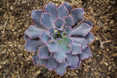 Close-up of succulent plant on field