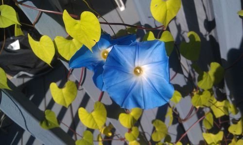 Close-up of yellow flower