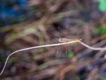 Close-up of dragonfly