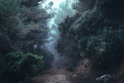 Scenic view of forest