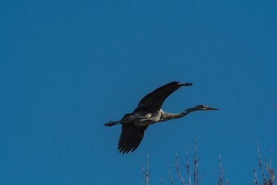 Low angle view of bird flying