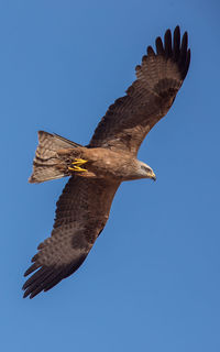 Low angle view of eagle flying against clear blue sky