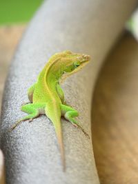 Close-up of lizard