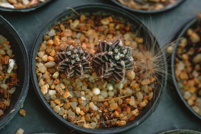 High angle view of potted plant in container