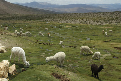 Lavastoviglie and alpaca grazing in a grassland