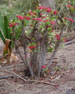 High angle view of succulent plant on field