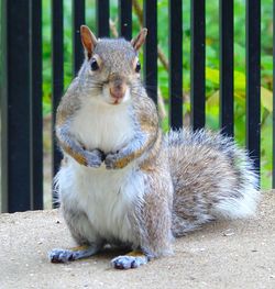Portrait of squirrel sitting on land