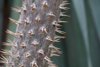 Close-up of spiked plant