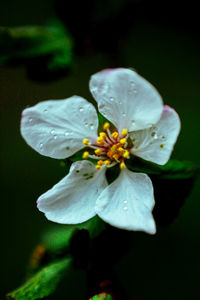 Close-up of raindrops on white flowering plant