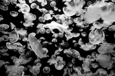 Full frame shot of jellyfish in sea