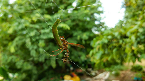 Close-up of insect on plant