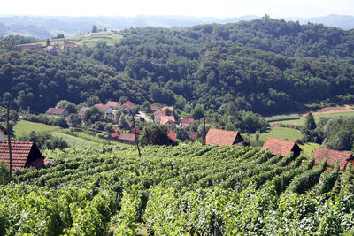 Scenic view of agricultural field by trees and houses