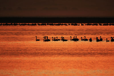 View of birds in sea against sunset sky