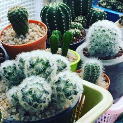 High angle view of potted plants