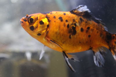 Close-up of fish in sea