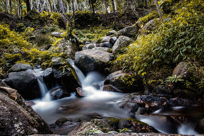 Scenic view of waterfall in forest