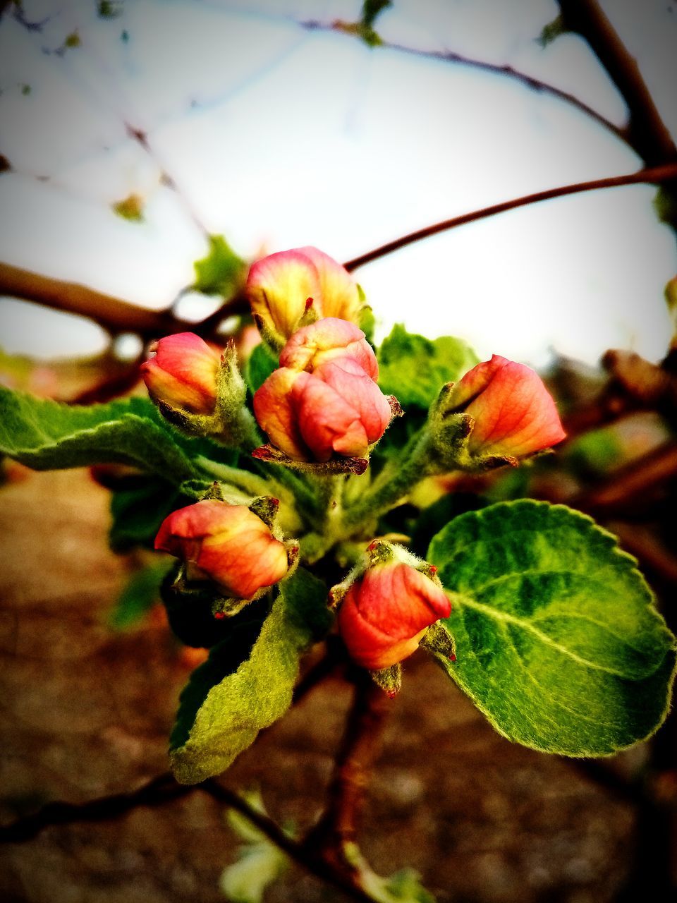 CLOSE-UP OF RED FLOWERING PLANT ON TREE