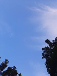 Low angle view of tree against blue sky