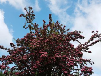 Low angle view of flowering tree against sky