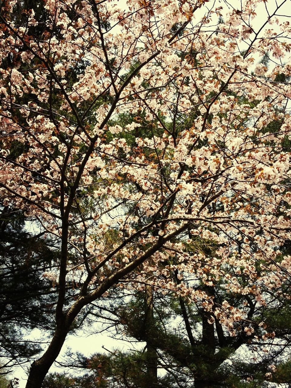 tree, branch, growth, low angle view, flower, beauty in nature, nature, freshness, blossom, cherry blossom, tranquility, cherry tree, springtime, day, outdoors, no people, fragility, in bloom, season, sunlight