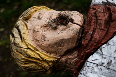 Close-up of tree trunk