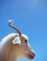Low angle view of goat against blue sky