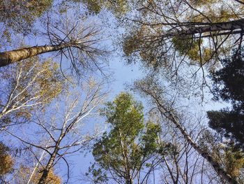 Low angle view of trees against sky