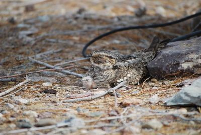 Close-up of squirrel on field