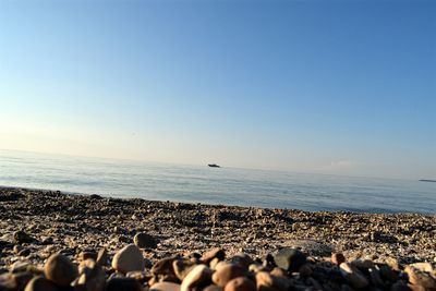 Flock of birds on beach against clear sky