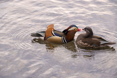 Duck swimming in lake