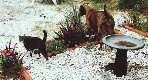 Black dog standing in a cat