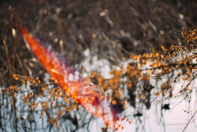 Close-up of plants during winter