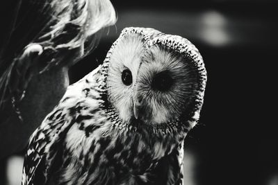 Close-up of owl