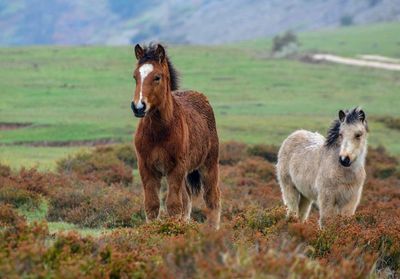 Sheep standing in a field