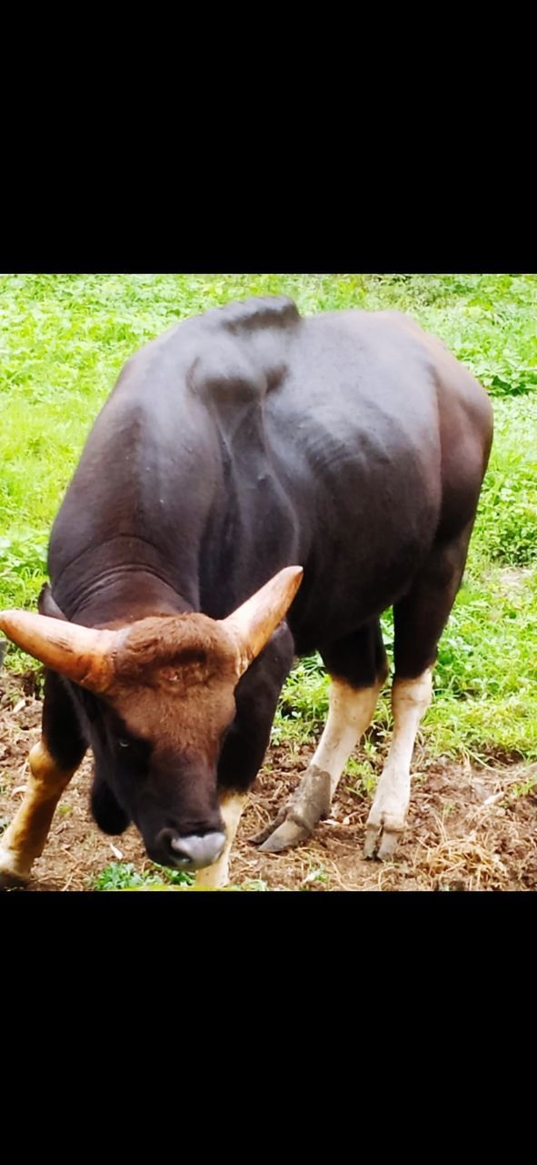 VIEW OF COW ON FIELD