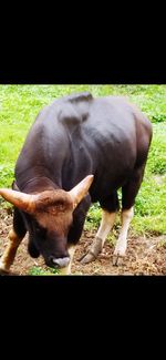 Cow standing in a field