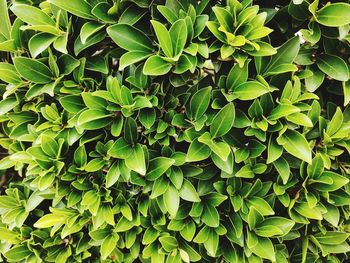 Full frame shot of green leaves