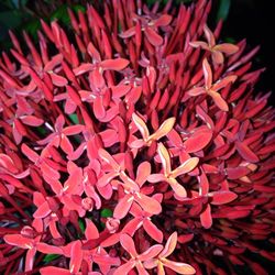 Full frame shot of red flower