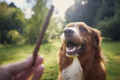 Pet owner holding treat for his dog. nova scotia duck tolling retriever during obedience training.