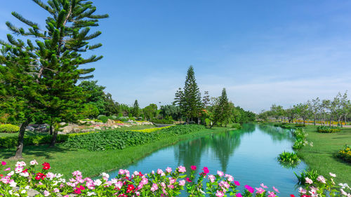 Landscape in maintenance garden of park, norfolk island pine tree, flowering plant and green lawn 