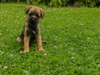 Portrait of puppy on field