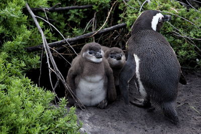 Chicks of african penguins waiting for food, south africa