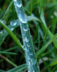 Close-up of water drops on grass during winter