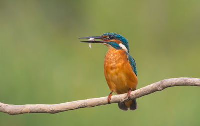 Close-up of bird perching on branch