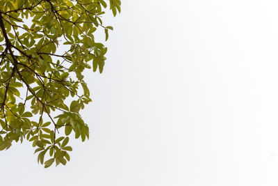 Low angle view of tree against sky