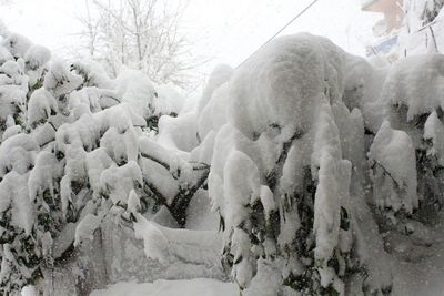 Snow covered trees