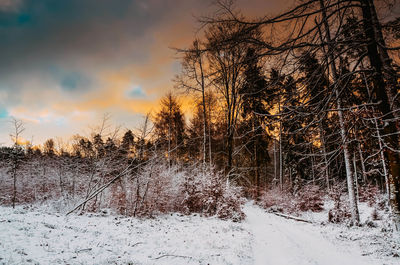 Bare trees on snow covered land against sky during sunset