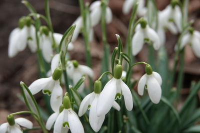 Close-up of white flowering plants