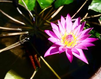 Close-up of lotus water lily