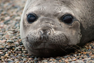 Close-up of seal